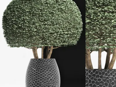 Plants Collection 150 Ligustrum Lucidum 3D model