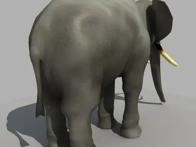 Asian Elephant 3D model