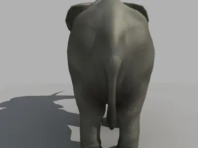 Asian Elephant 3D model