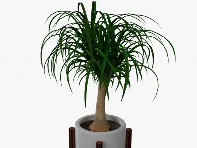 Beaucarnea Pot Low-poly 3D model