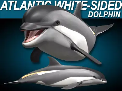 Atlantic White-Sided Dolphin 3D model