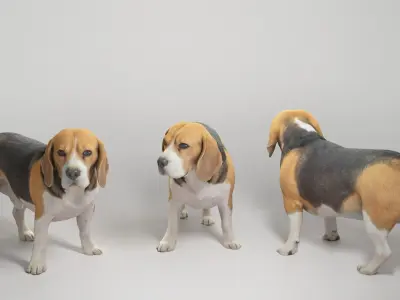 Beagle dog 09 Low-poly 3D model