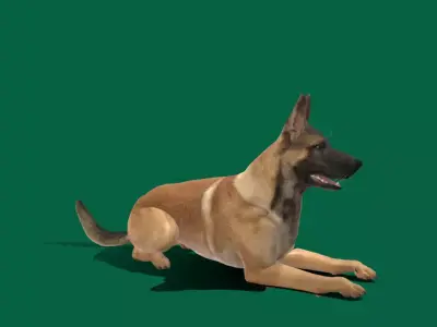 Belgian malinois 3D model