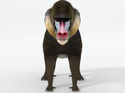 Mandrill rhinoceros Low-poly 3D model