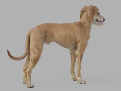 QATARI STREET DOG LOWPOLY Low-poly 3D model