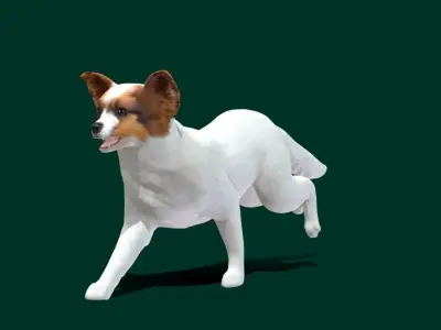 Papillon Dog 3D model
