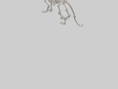 Tiger Skeleton model Low-poly 3D model