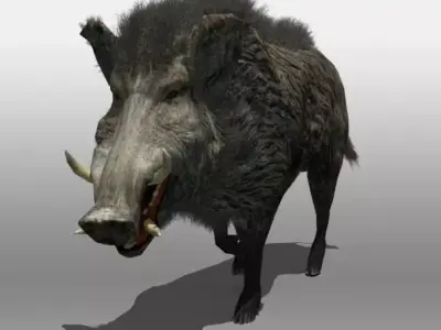 Wild Boar 3D model