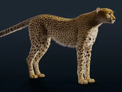 Cheetah Fur 3D model