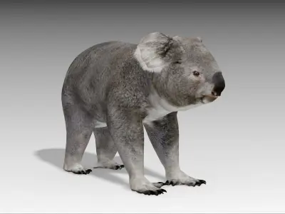 Koala Low-poly 3D model