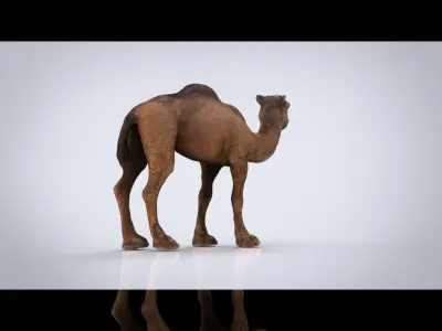 CAMEL Low-poly 3D model