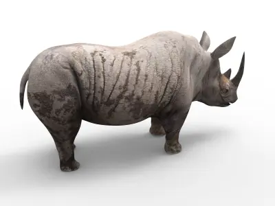 3d Rhino rigged Animated Rhinoceros realistic Model Low-poly 3D model