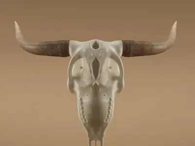 Cow skull 3D model