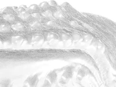 Humpback Whale -  Megaptera novaeangliae 3D model