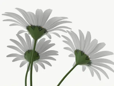 Vase with daisies 3D model