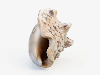Small Seashell PBR Low-poly 3D model