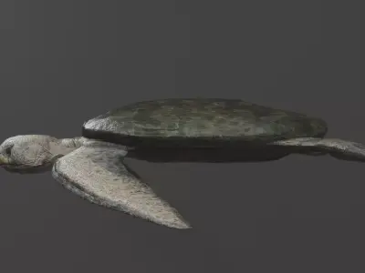 low poly sea turtle Low-poly 3D model