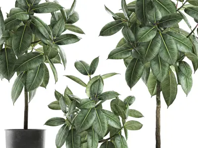 Ficus trees in a pot for the interior 850 3D model