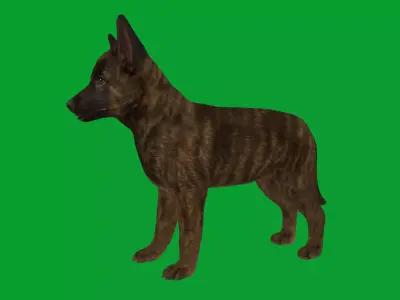 Dutch Shepherd Puppy Dog Low-poly 3D model