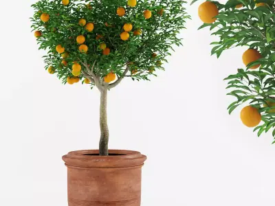 Mandarin Orange Tree 3D model