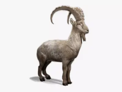 Alpine Ibex Low-poly 3D model