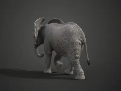 Young African Elephant Animated  VFX Grace 3D model