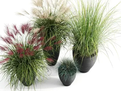 Decorative Cereals in Planters 3D model