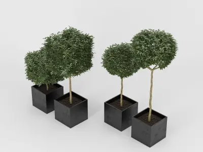 Plants Box 3D model