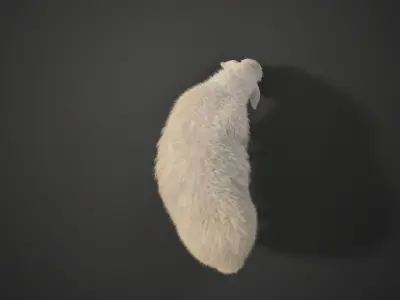 Assaf Sheep02 With 1 Animation  VFX Grace  3D model