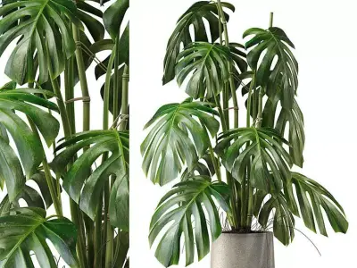 Monstera Deliciosa Plant Model 3D model