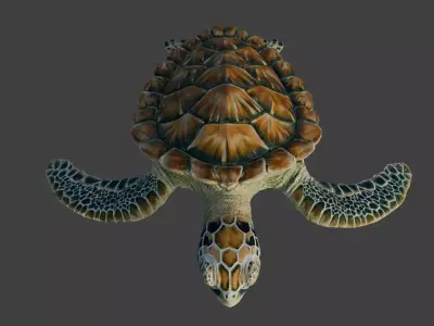 Sea Green Turtle 3D model