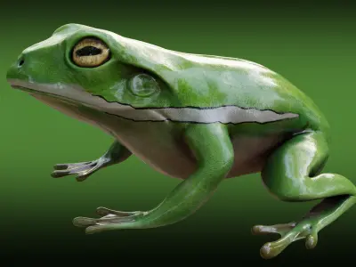 Frog  - American green tree frog Low-poly 3D model