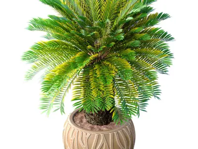 Decorative Evergreen Palm Tree in modern outdoor flowerpot 3D model