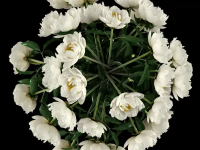 White peonies 3D model