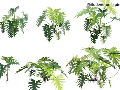 Philodendron bipinnatifidum - Philodendron selloum Split 3D model