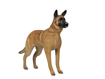 Belgian Malinois Dog Low-poly 3D model