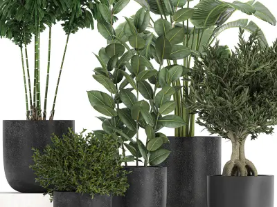 Collection of decorative plants in flowerpots 808 3D model