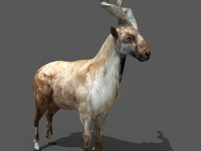 Mountains Goat 3D model