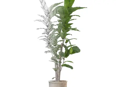 Ficus lyrata in modern flower pot 3D model get
