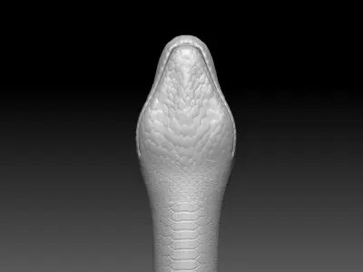 Boa Constrictor Zbrush Model 3D model