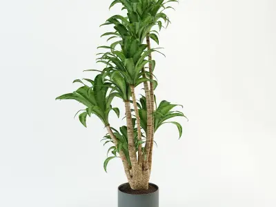 Palm tree in flowerpot 3D model