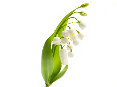 Lily of the Valley Nature-Inspired Realistic Floral model pack Low-poly 3D model