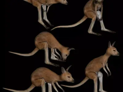 t12-joey kangaroo 3D model