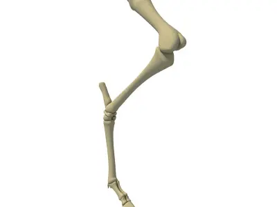 Skeleton of Animal Femur  3D model