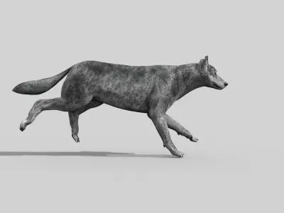Wolfgang - 3d animated wolf model Low-poly 3D model