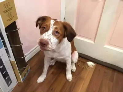 Welsh Springer Spaniel Puppy Dog 3D model