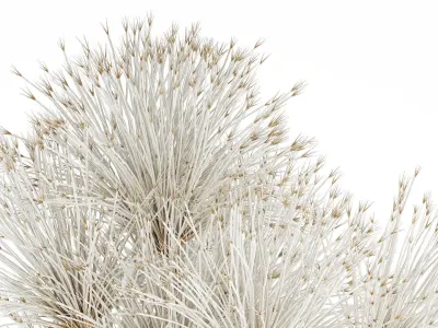 Bouquet Dried Flowers White Branches Hogweed Vase 553 3D model