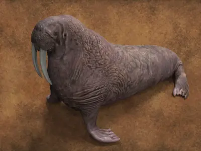 Walrus 3D model