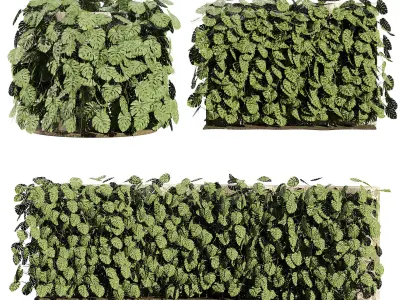 Indoor Swiss Cheese Plant Greenwall 3D Model Low-poly 3D model