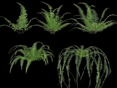 Nephrolepis cordifolia 3D model